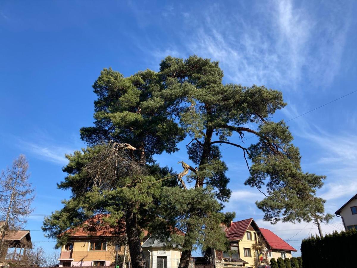 The Pines Boutique Villa Брашов Экстерьер фото